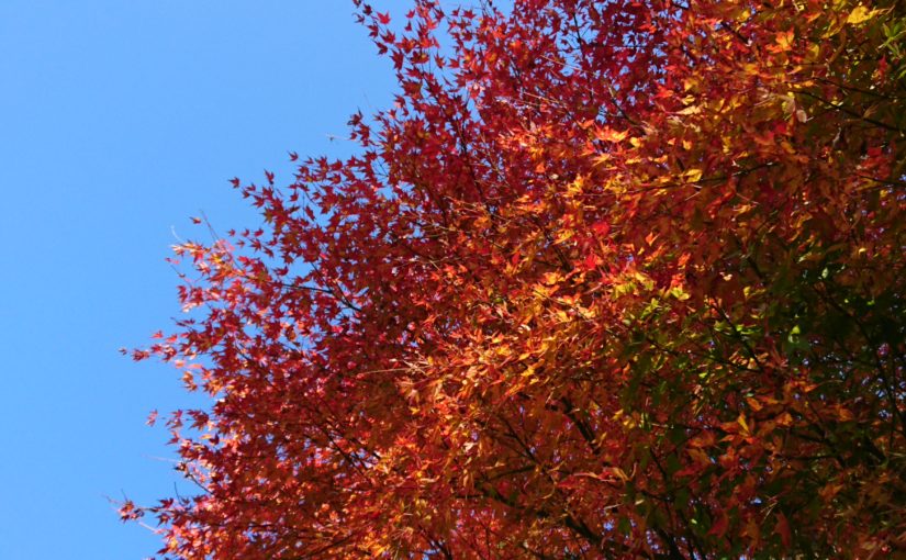 紅葉狩り　なぜ「狩り」？