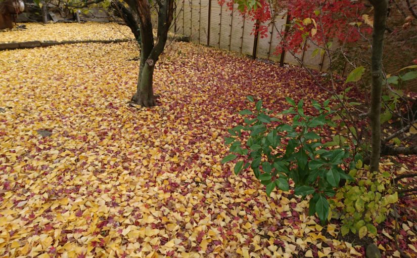 まだ、庭は銀杏と紅葉のカーペット　