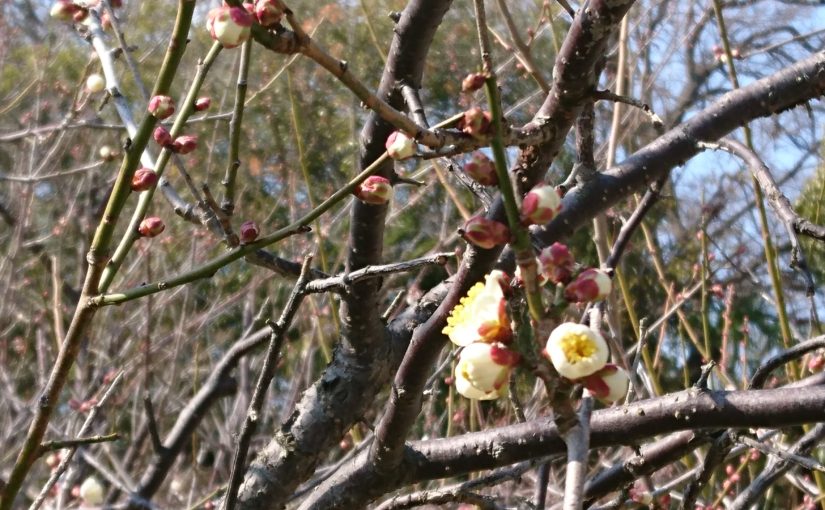 花の兄とは、何の花でしょう？