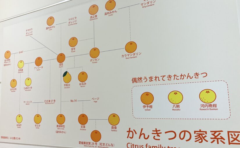 愛媛県民でも詳しくはわからない【かんきつの家系図】